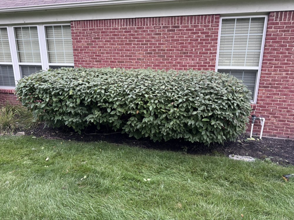 Professional hedge trimming for residential landscaping in Carmel, IN