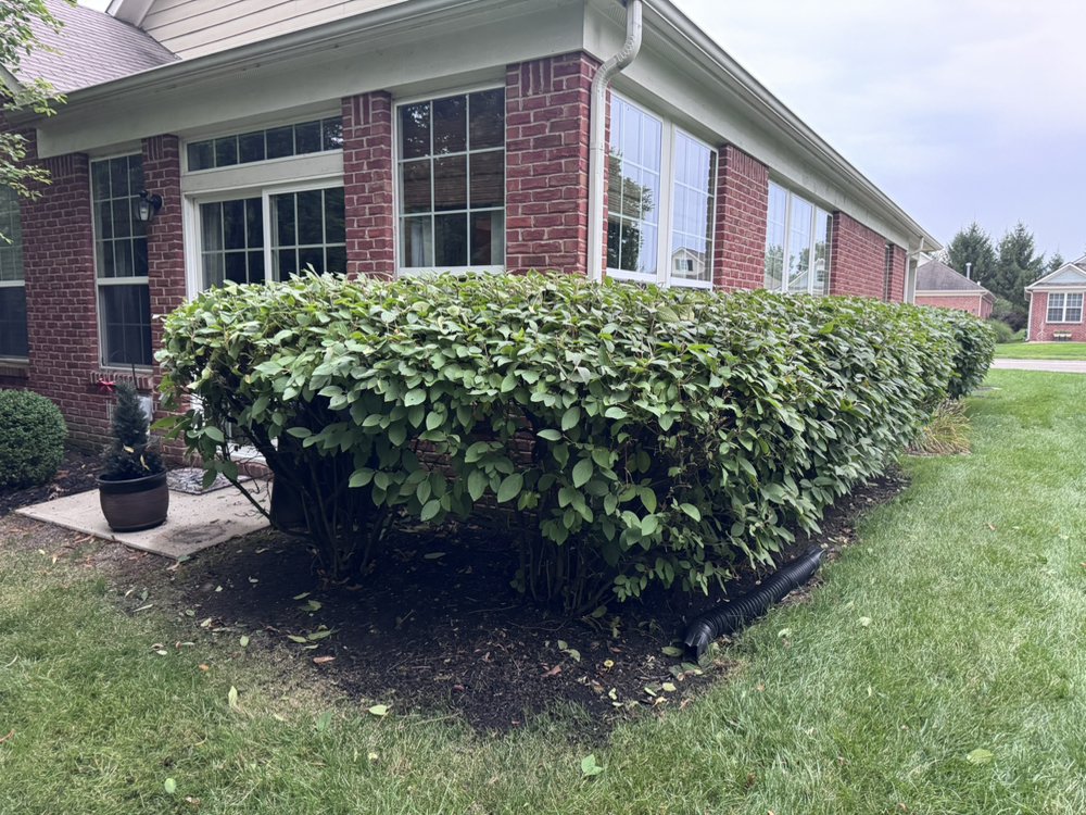 Hedge trimming and landscape maintenance along a brick home in Carmel, Indiana